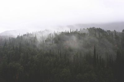 Panoramic shot of trees and plants against sky