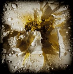 Close-up of water drops on flower