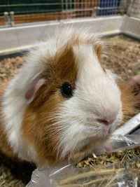 Close-up of an animal in cage