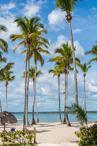 Palm trees on beach against sky