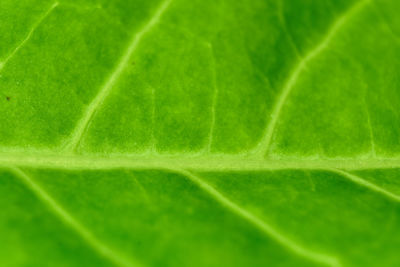 Full frame shot of green leaves