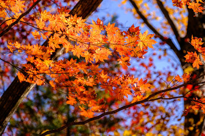 Low angle view of tree against blurred background