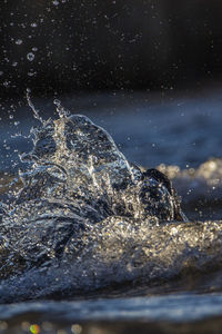 Close-up of jellyfish in sea