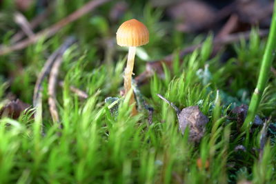 Close-up of mushroom growing on field