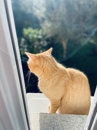 Side view of a cat looking through window