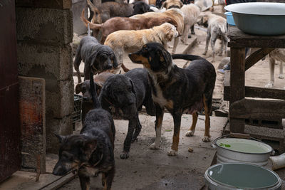 High angle view of dogs drinking water