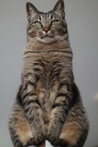 Portrait of tabby cat against gray background