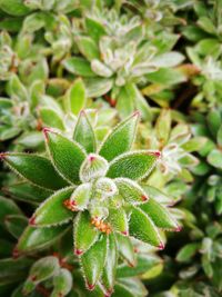 Close-up of plant