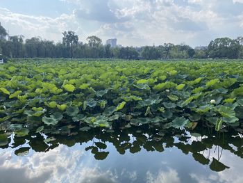 Scenic view of leaves in lake against sky