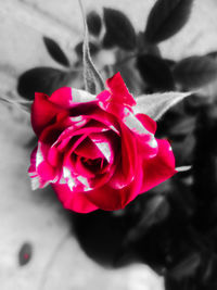 Close-up of rose bouquet