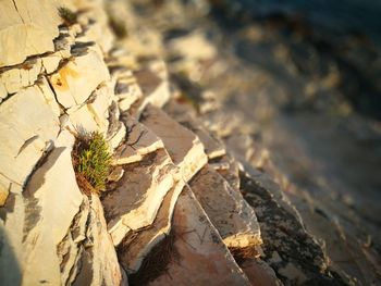 Close-up of tree stump