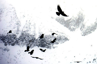 Birds flying over snow