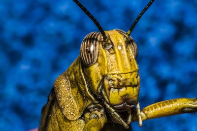 Close-up of insect