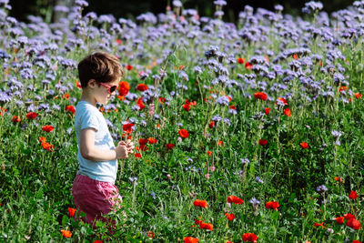 Side view of a red poppy flowers on field