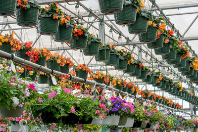 Hanging baskets in a plant nursery and garden center