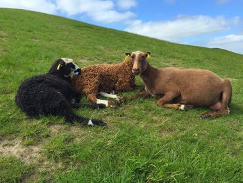 Dog standing on grassy field