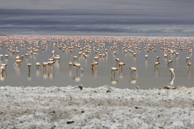 High angle view of birds on beach