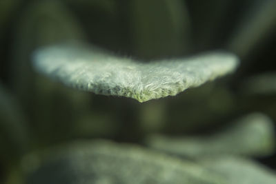 Close-up of leaf