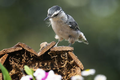 Close-up of bird perching on rock