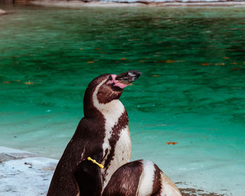 Close-up of an animal in swimming pool