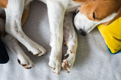 Beagle dog tired sleeps on a cozy sofa. closeup of all fours legs and paws