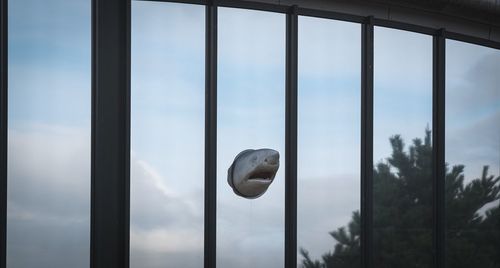 Close-up of bird against sky seen through window