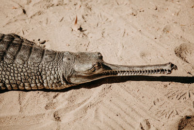 Indian crocodile close up. gavial's head on the beach. endangered alligator