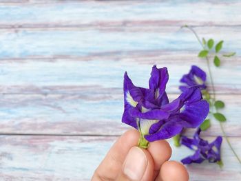 Close-up of hand holding purple flowering plant