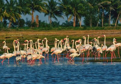 Side view of birds in water