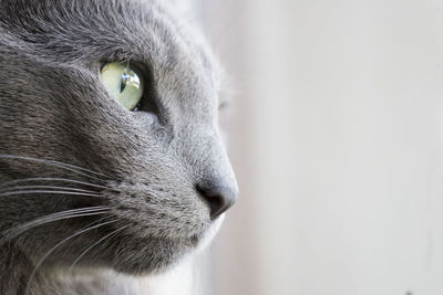 Close-up of cat looking away