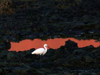 Close-up of swan on lake