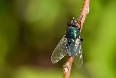 Close-up of insect on plant