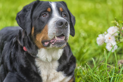 Close-up of dog looking away