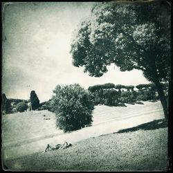 Trees against sky