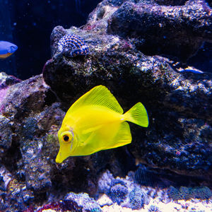 Yellow fish swimming in sea