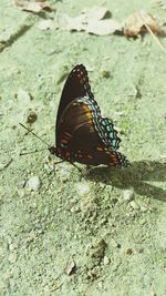 Close-up of butterfly on tree trunk