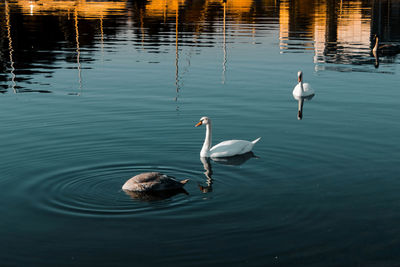 High angle view of swans in lake