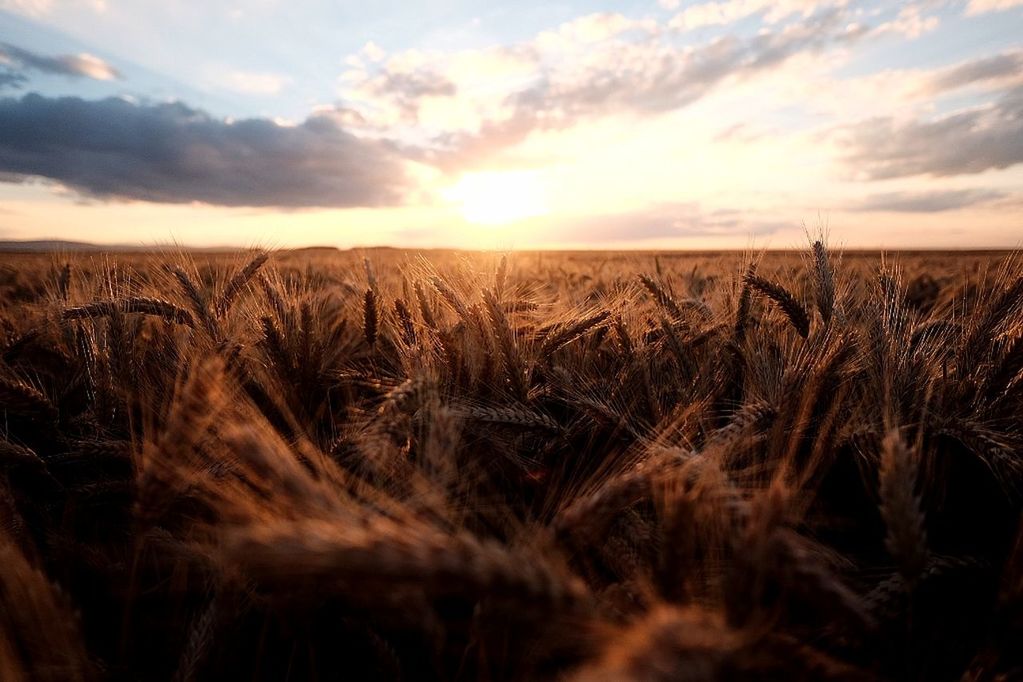 CLOSE-UP OF WHEAT FIELD AT SUNSET