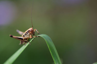 Close-up of insect on leaf