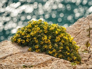 Close-up of yellow flowering plants on land