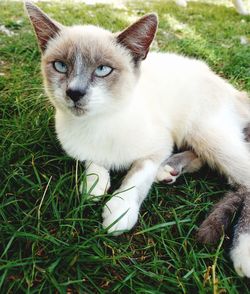 Portrait of cat on field