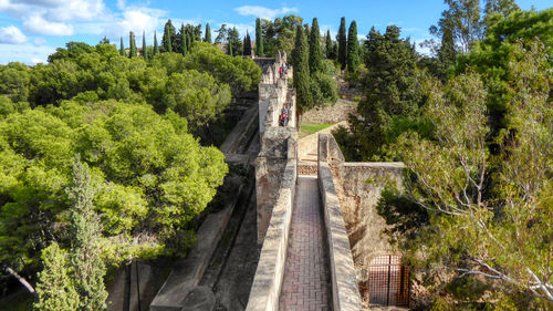 Panoramic view of trees in forest