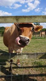 Cow standing on field, happily licking her mouth after being fed with some grass