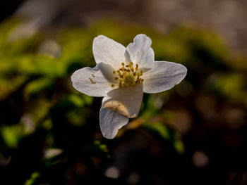 Close-up of white flower