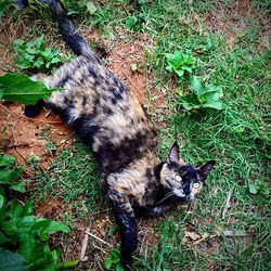 High angle view of cat on field