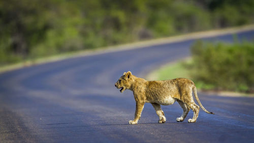 Lioness walking on road