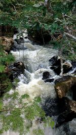 Scenic view of river flowing through forest