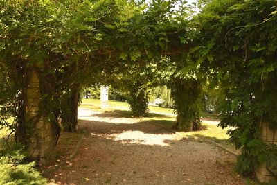 Trees in sunlight