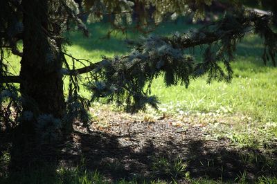 Trees growing in forest