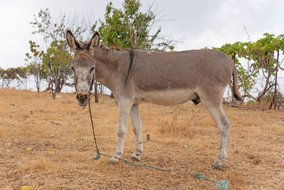 Donkey with a rope